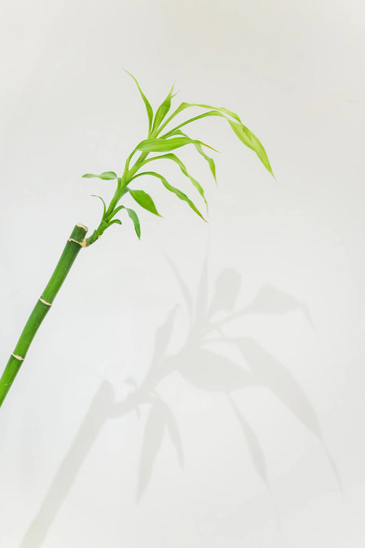 blog 竹林の問題 トップ画像