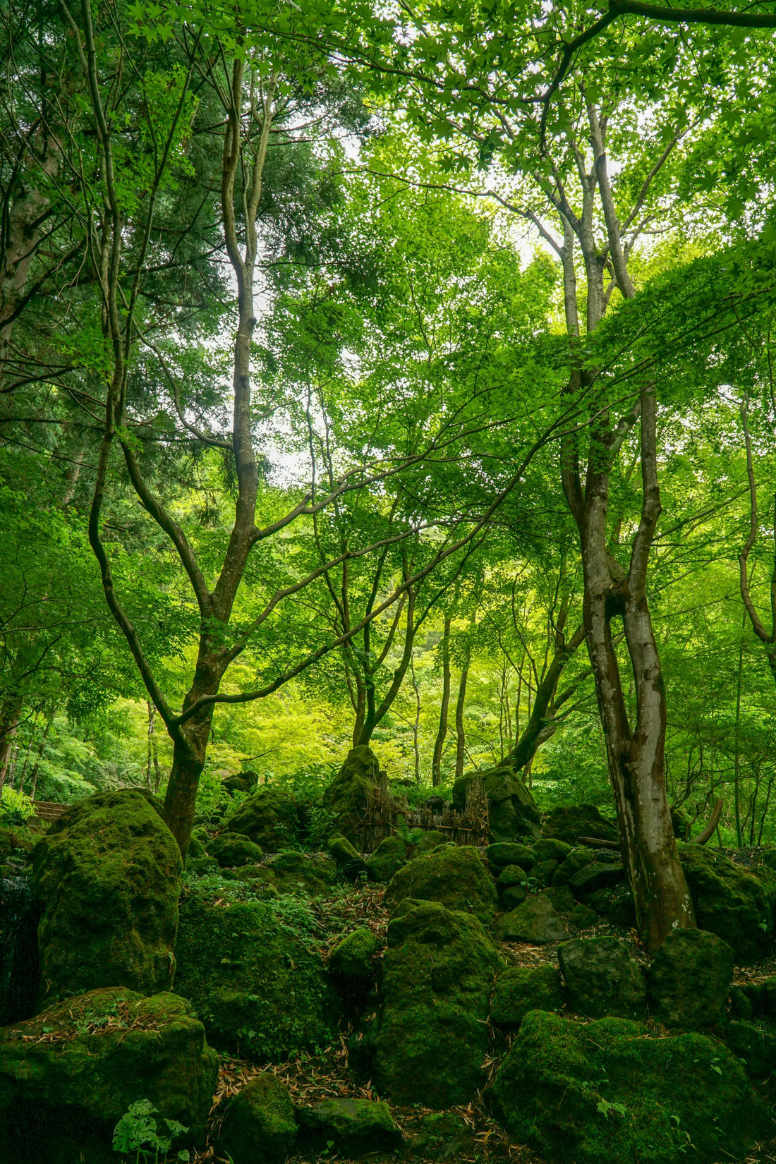 【森林環境】森林浴ってほんとに浴びてる って知ってました？